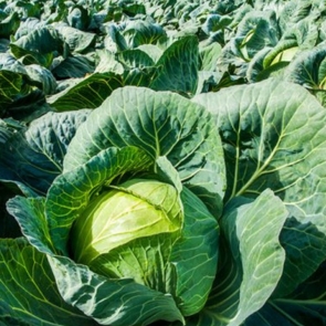 Cabbage Superslam