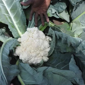 Cauliflower Monera