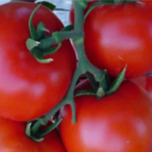 Checha F1 Hybrid Tomato