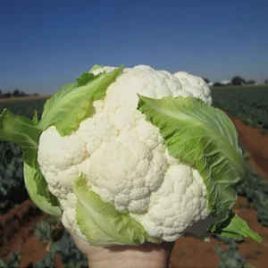 Twister F1 Hybrid