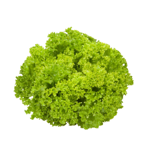 Lettuce