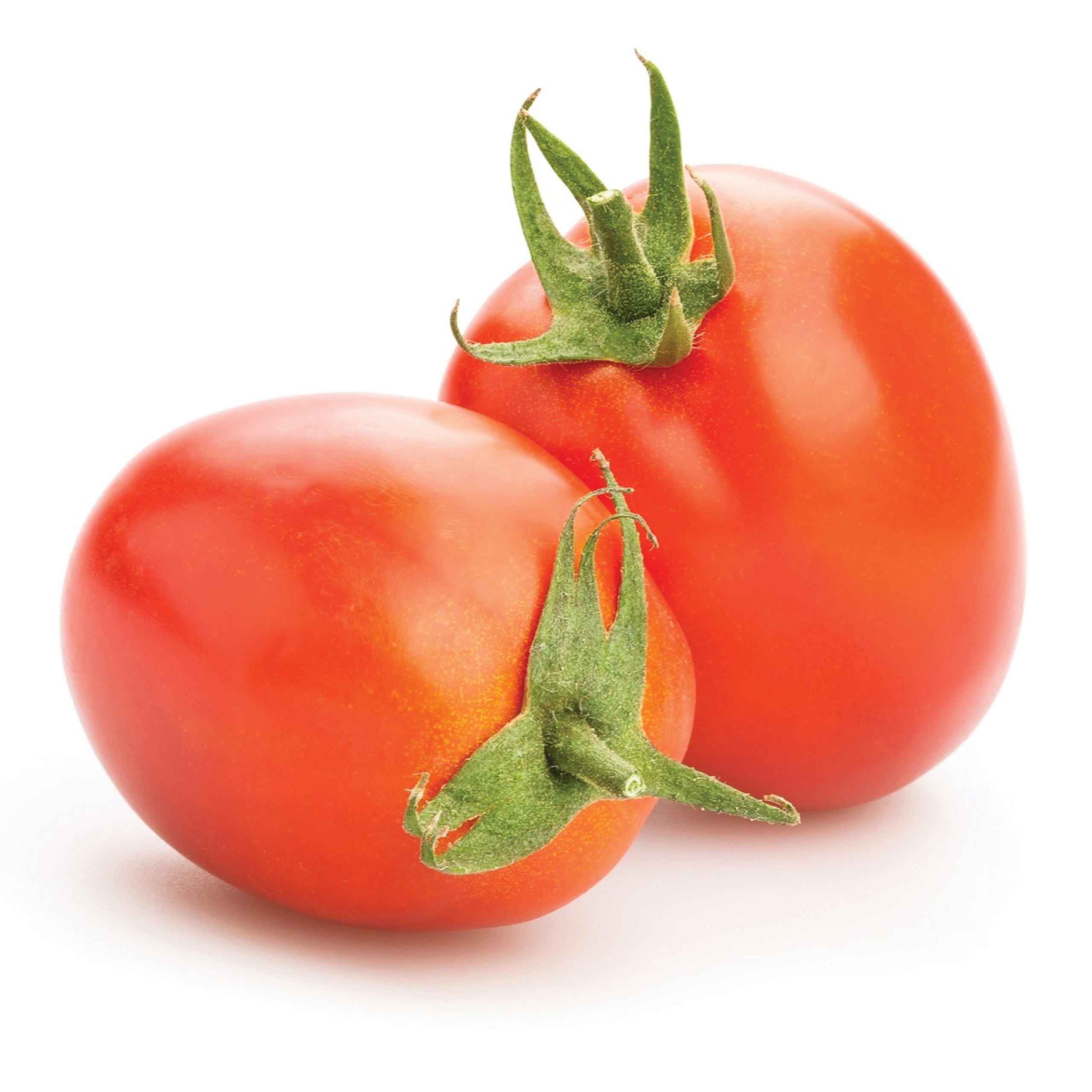 Nowara RZ F1 Hybrid Tomato