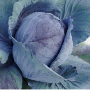 Redma RZ F1 Hybrid Cabbage