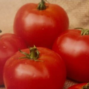 Disco F1 Hybrid Determinate Salad Tomato