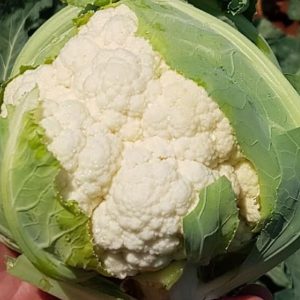Alston F1 Hybrid Cauliflower