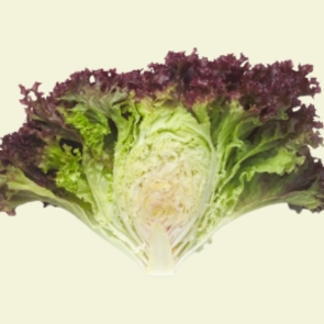 Concorde RZ F1 Hybrid Lettuce