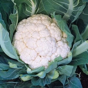 Incline II F1 Hybrid Cauliflower