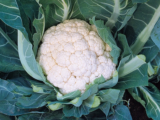 Incline II F1 Hybrid Cauliflower