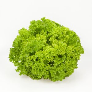 Levistro RZ F1 Hybrid Lettuce