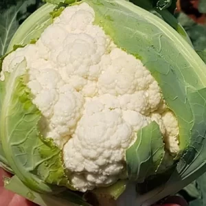 Alston F1 Hybrid Cauliflower