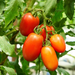 Uwezo RZ F1 Hybrid F1 Hybrid Indeterminate Plum Tomato