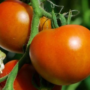 Commander F1 Hybrid Determinate Salad Tomato