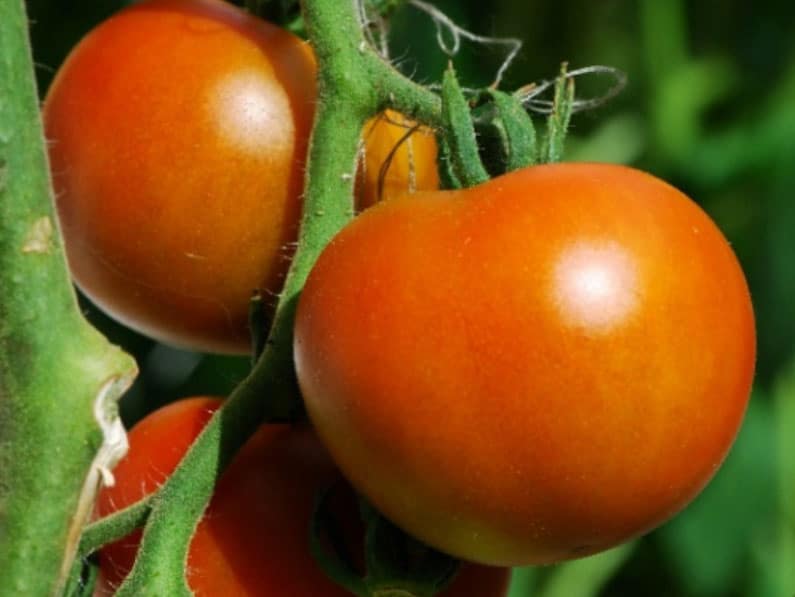 Commander F1 Hybrid Determinate Salad Tomato