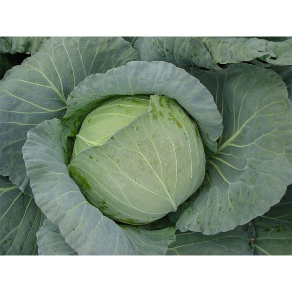 Cabbage