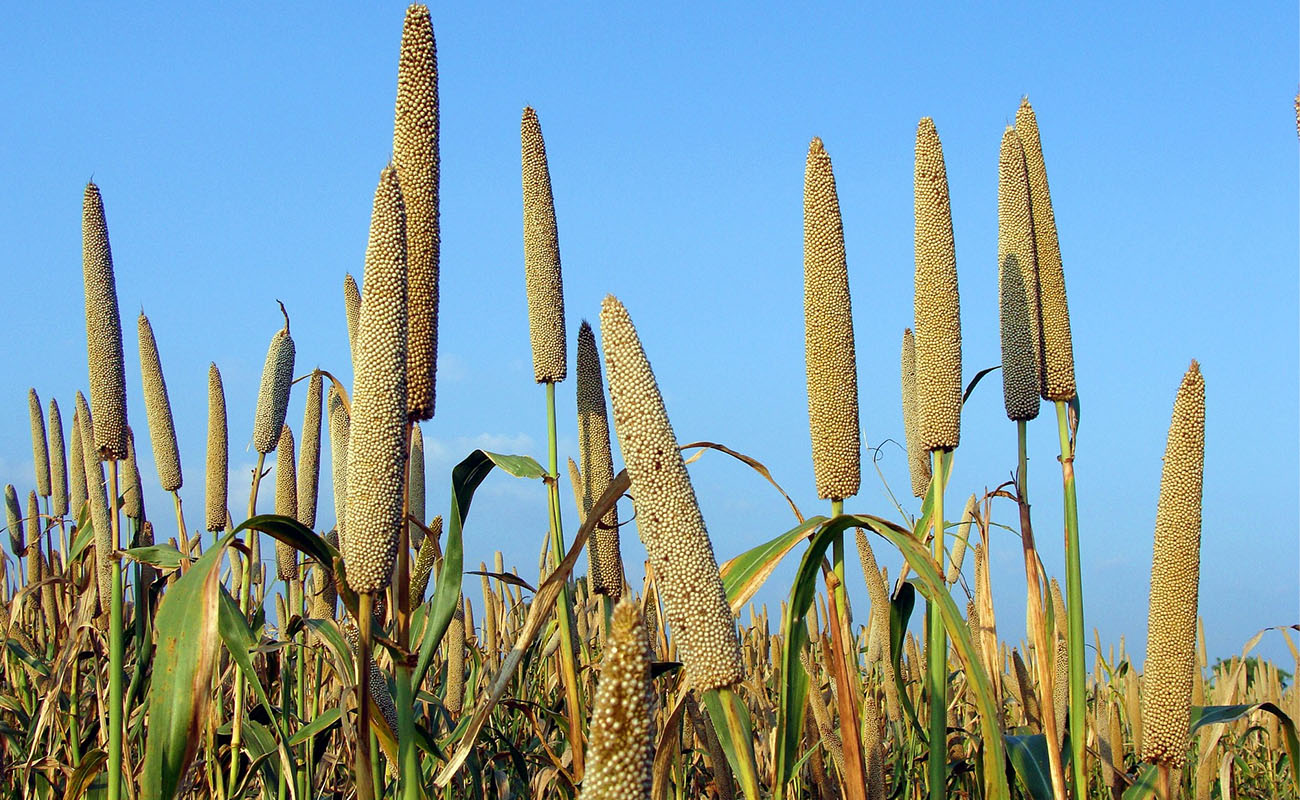 millet banner