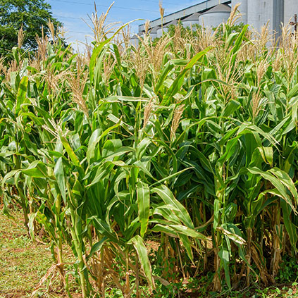 seasonal-field-crops