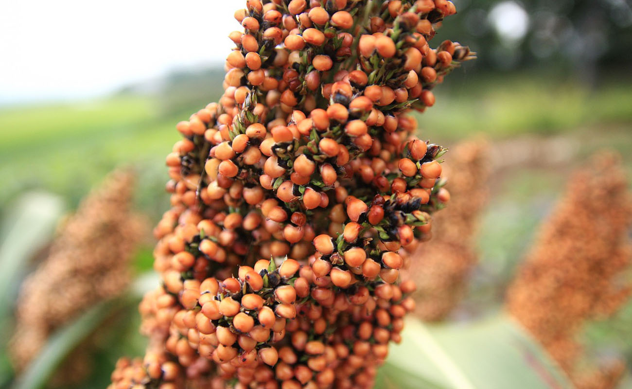 Sorghum