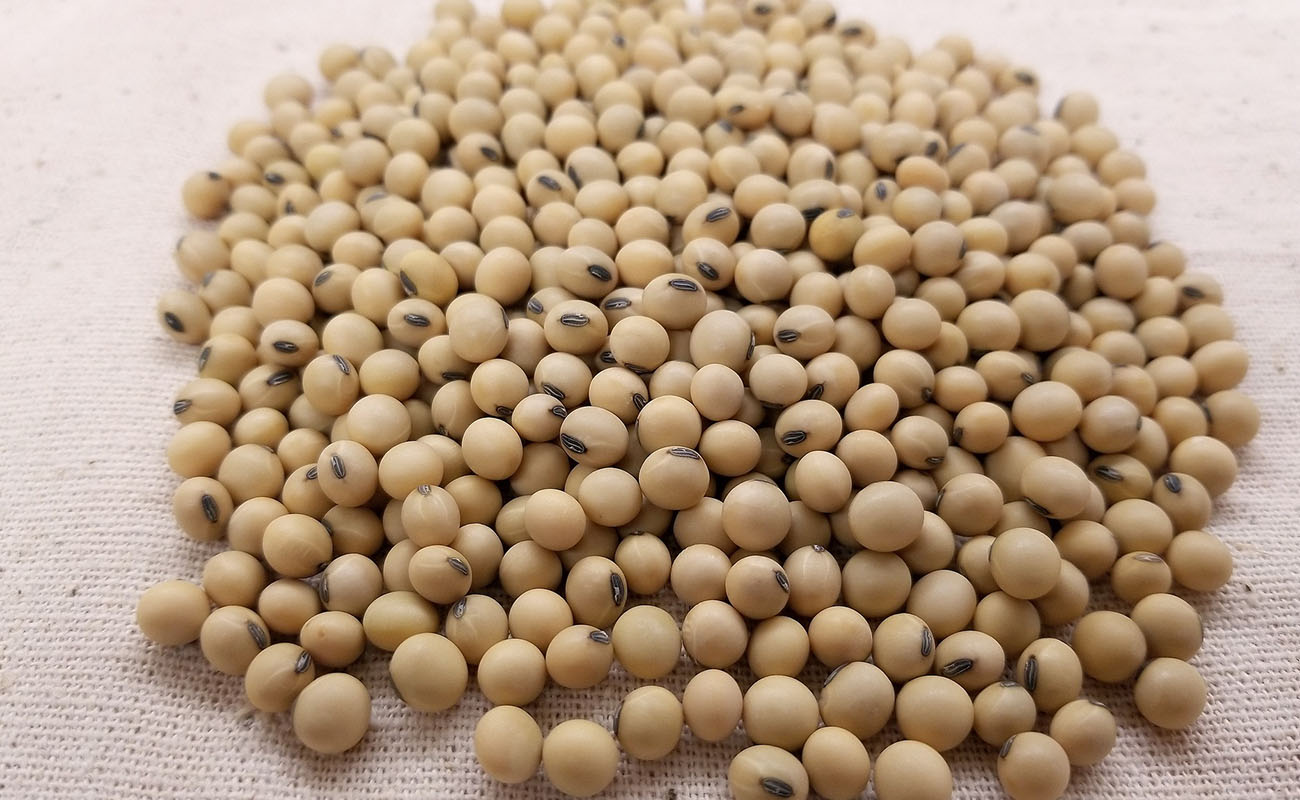 Soya Beans