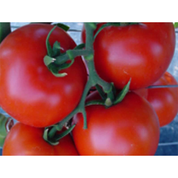 Checha F1 Hybrid Tomato