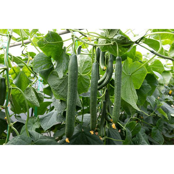 Inyathi RZ F1 Long Cucumber