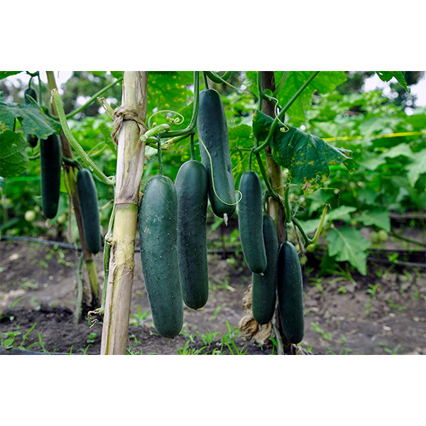 Mydas RZ F1 Slicer Cucumber