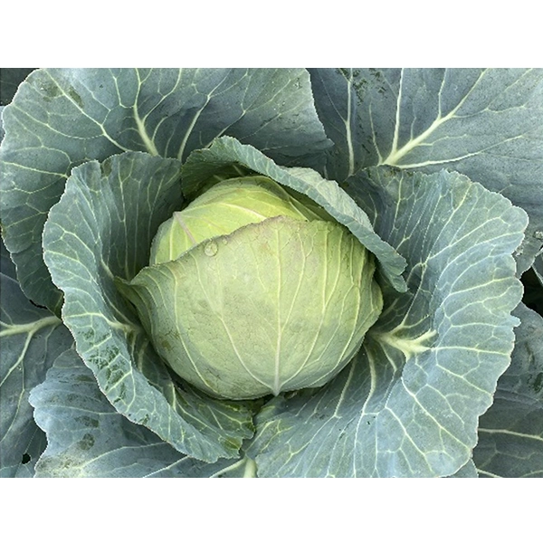 Powerslam F1 Hybrid Cabbage