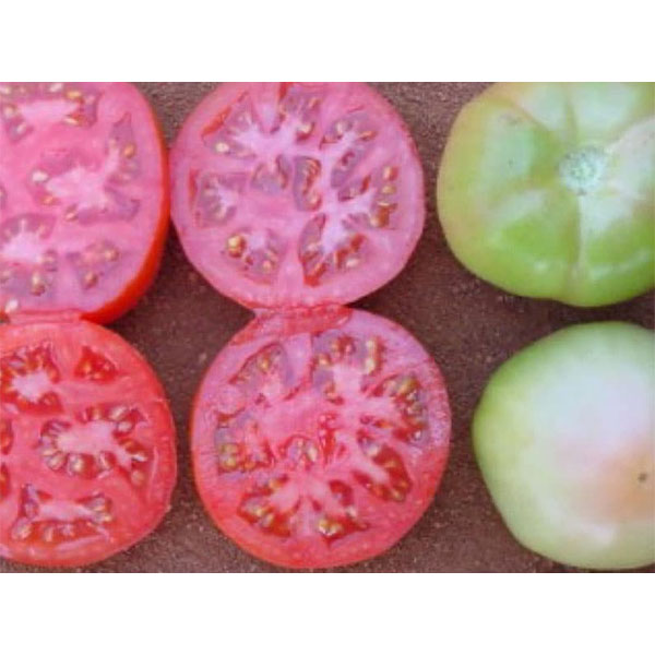 MFH7032 F1 Hybrid Tomato