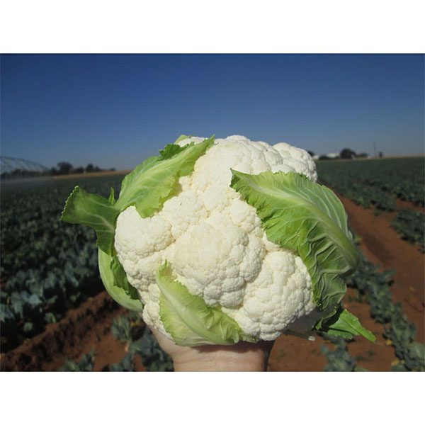 Twister F1 Hybrid Cauliflower